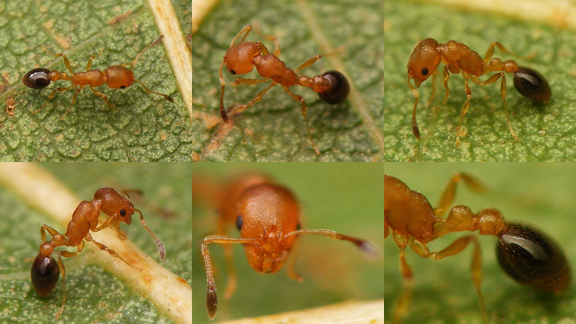 Cardiocondyla obscurior - collage Tiny (1.5mm) "exotic" (in NL) Ant species Cardiocondyla obscurior. A number of specimen came crawling out of some corpses of Periplaneta cockroaches that I had taken from the Orchids greenhouse in the Leiden Hortus Botanicus. Cardiocondyla,Cardiocondyla obscurior,Formicidae,Geotagged,Hymenoptera,Netherlands