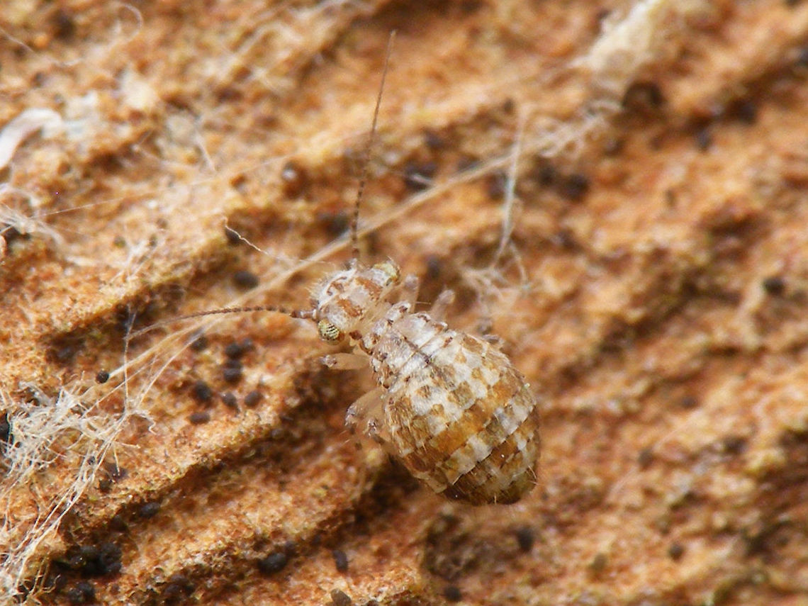 Cerobasis guestfalica Small wingless species of Barklouse (Psocoptera), found hiding under loose patches of bark on a urban Plane tree (Platanus) Barklouse,Cerobasis,Cerobasis guestfalica,Geotagged,Insecta,Netherlands,Psocoptera,Trogiidae