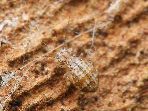 Cerobasis guestfalica Small wingless species of Barklouse (Psocoptera), found hiding under loose patches of bark on a urban Plane tree (Platanus) Barklouse,Cerobasis,Cerobasis guestfalica,Geotagged,Insecta,Netherlands,Psocoptera,Trogiidae