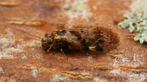 Trichadenotecnum majus Another species of Barklouse (Psocoptera) found under patchy bark of a Plane tree (Platanus) Barklouse,Geotagged,Netherlands,Psocidae,Psocoptera,Trichadenotecnum,Trichadenotecnum majus
