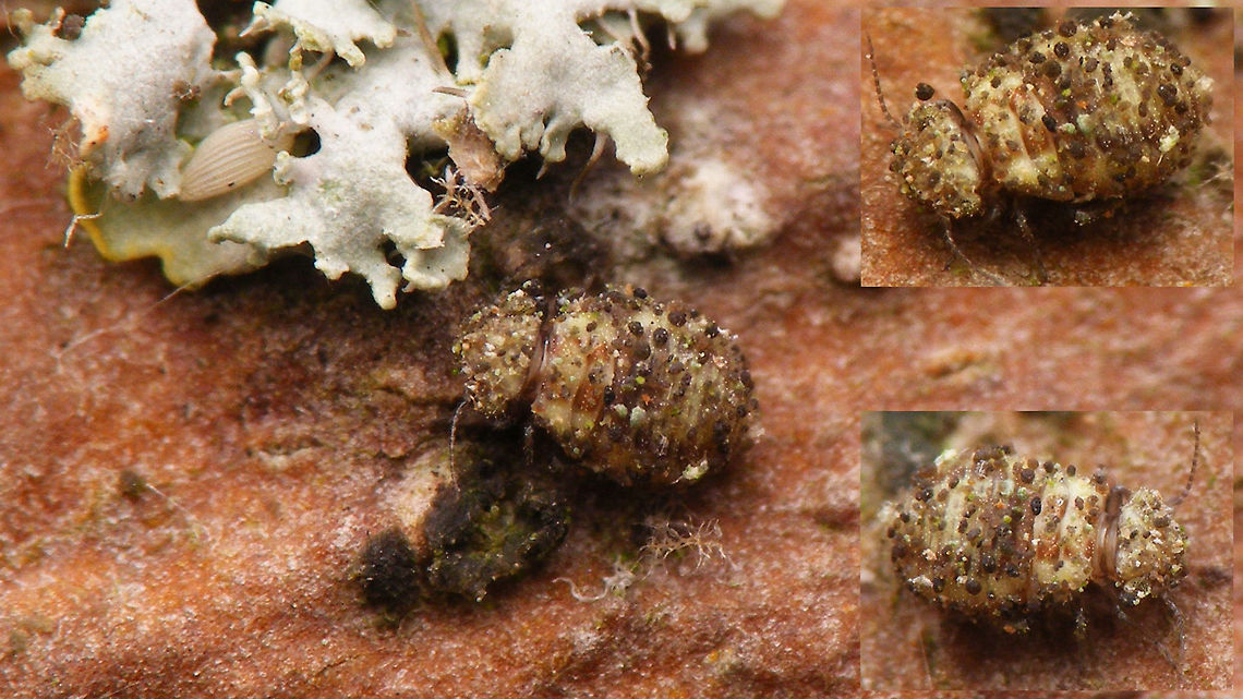 Psocidae nymph, possibly T. majus Tiny nymph of a Barklouse (Psocoptera) in the family Psocidae. The nymphs of some species secrete a "glue" that makes all sorts of particles of algae and dirt stick to their body for camouflage. One such species would be Trichadenotecnum majus that I found on the same tree (the only adult Psocidae on the tree and I searched the whole stem thoroughly). So chances are pretty good that the nymph belongs to this species :o)<br />
<figure class="photo"><a href="https://www.jungledragon.com/image/54178/trichadenotecnum_majus.html" title="Trichadenotecnum majus"><img src="https://s3.amazonaws.com/media.jungledragon.com/images/3043/54178_thumb.jpg?AWSAccessKeyId=05GMT0V3GWVNE7GGM1R2&Expires=1770854410&Signature=mZuqbGfunezuGdY0sY%2FDvMIooKo%3D" width="200" height="114" alt="Trichadenotecnum majus Another species of Barklouse (Psocoptera) found under patchy bark of a Plane tree (Platanus) Barklouse,Geotagged,Netherlands,Psocidae,Psocoptera,Trichadenotecnum,Trichadenotecnum majus" /></a></figure> Camouflage,Geotagged,Netherlands,Nymph,Psocidae,Psocoptera,Trichadenotecnum,Trichadenotecnum majus