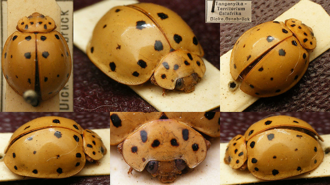 Harmonia vigintiduosignata - TwentseWelle The other day I stumbled on a box with African beetles while doing some work in the museum TwentseWelle in Enschede (Netherlands) and it contained a Ladybird beetle I could not readily identify. Turns out it wasn't too hard: It looks a lot like a Harmonia and it has 22 spots, so when I found the name Harmonia vigintiduosignata for Africa somewhere that was a good lead :o)<br />
I have only found two other images of this species on the internet, so I decided to augment that, even if these are just quick snapshots of an uncleaned museum specimen.<br />
There is no date on the location tag, but the name Tanganyika suggests probably somewhere between 1961-65. Coccinellidae,Coccinellinae,Coleoptera,Harmonia,Harmonia vigintiduosignata,Ladybird,Tanzania,TwentseWelle