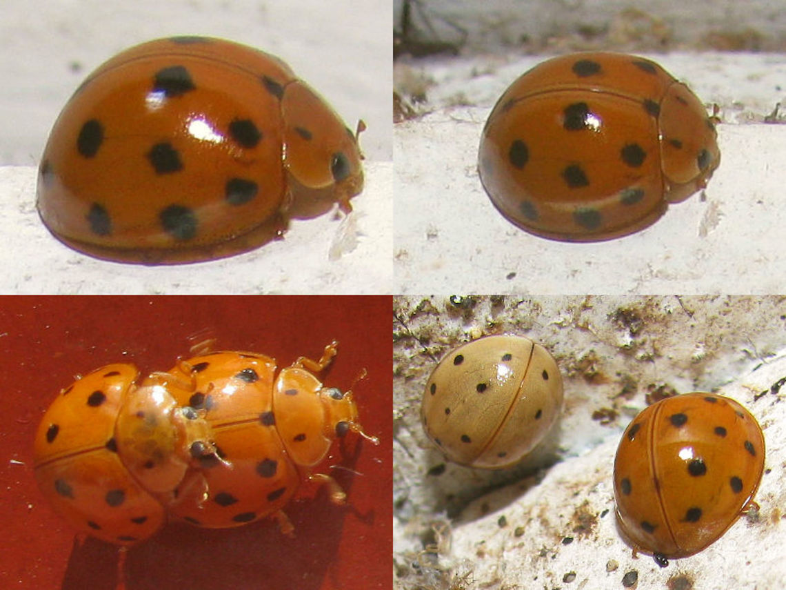 Harmonia sedecimnotata Collage of darker orange form of Harmonia sedecimnotata at lights on veranda in Sarangan (Java, IDN)<br />
 Coccinellidae,Coccinellinae,Coleoptera,Geotagged,Harmonia,Harmonia sedecimnotata,Indonesia,Ladybird