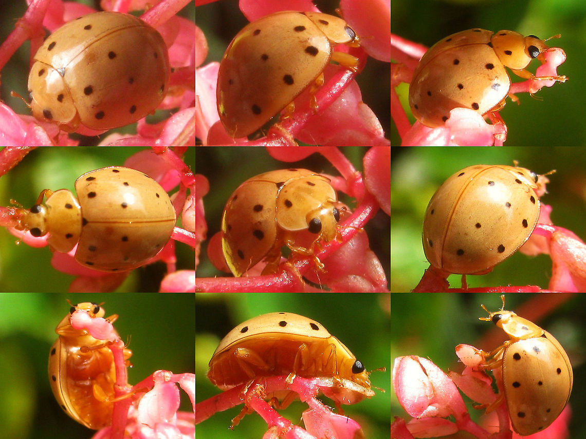 Harmonia sedecimnotata on red flower Collage of pale form of Harmonia sedecimnotata, Sarangan (Java, IDN) Coccinellidae,Coccinellinae,Coleoptera,Geotagged,Harmonia,Harmonia sedecimnotata,Indonesia,Ladybird