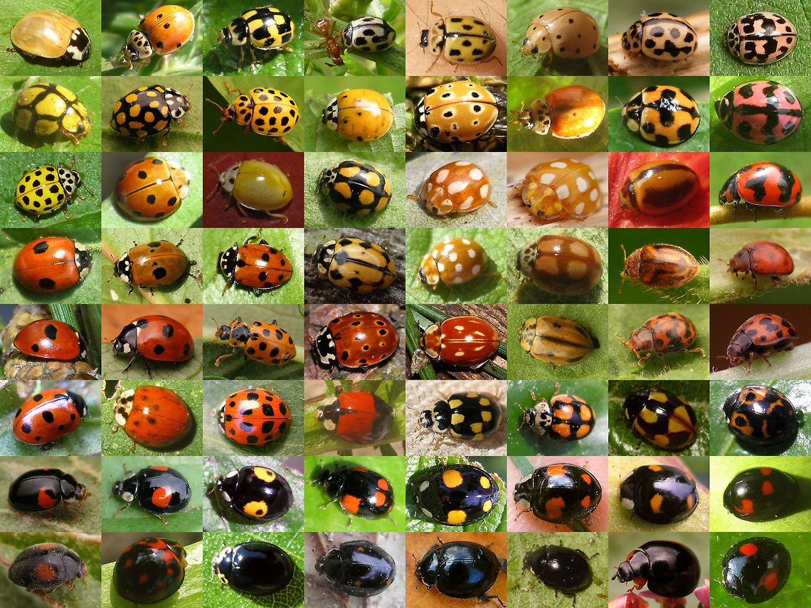 64 Ladybirds Fun 'n games. Created this about a year ago as a birthday card for a friend. A new birthday has passed, so I feel I can recycle it now :o)<br />
Not a very representative collection, with plenty of "double species" on it, but it's a fun and variable collection me thinks with Ladybird beetles of various subfamilies and continents, so might as well make it available as public domain here...<br />
<br />
Okay, so WildFlower requested a species list :o) ... thereyago (rows numbered from top to bottom, images from left to right) :<br />
<br />
Row 1: 1: Anatis ocellata (teneral); 2: Adalia decempunctata (f. typica); 3-5: Propylea quatuordecimpunctata; 6: Harmonia sedecimnotata; 7: Tytthaspis sedecimpunctata; 8: Oenopia conglobata.<br />
<br />
Row 2: 1: Heteroneda billardieri; 2: Sospita vigintiguttata; 3: Psyllobora vigintiduopunctata; 4: Harmonia axyridis (succinea); 5: Anatis ocellata; 6: Adalia decempunctata (f. typica); 7: Coelophora inaequalis; 8: Cheilomenes sexmaculata;<br />
<br />
Row 3: 1: Psyllobora vigintiduopunctata; 2: Coelophora inaequalis; 3: Illeis sp. (bistigmosa?); 4: Adalia decempunctata (f. decempustulata); 5: Calvia decemguttata; 6: Halyzia sedecimguttata; 7: Micraspis lineola; 8: Coccinella transversalis;<br />
<br />
Row 4: 1-2: Adalia bipunctata (f. typica); 3: Hippodamia variegata; 4: Adalia conglomerata; 5: Calvia quatuordecimguttata; 6:  Adalia decempunctata (f. decempustulata); 7: Rhyzobius chrysomeloides; 8: Subcoccinella vigintiquatuorpunctata (unspotted);<br />
<br />
Row 5: 1: Coccinella quinquepunctata; 2: Coccinella septempuntata; 3: Hippodamia tredecimpunctata; 4: Anatis ocellata; 5: Myzia oblongoguttata; 6: Aphidecta obliterata; 7-8:Subcoccinella vigintiquatuorpunctata (spotted);<br />
<br />
Row 6: 1: Coccinella undecimpunctata; 2-4: Harmonia axyridis (2-3 succinea, 4 equicolor); 5: Propylea quatuordecimpunctata; 6: Adalia decempunctata (f. decempustulata); 7: Coccinella hieroglyphica; 8: Harmonia axyridis (f. succinea);<br />
<br />
Row 7: 1: Adalia decempunctata (f. bipustulata); 2-3: Harmonia axyridis (f. conspicua); 4: Adalia bipunctata (f. sexpustulata); 5-7: Harmonia axyridis (f. spectabilis); 8: Exochomus quadripustulatus;<br />
<br />
Row 8: 1: Scymnus sp.; 2: Coelophora inaequalis; 3: Oenopia impustulata; 4-5: Harmonia axyridis; 6: Coccinella hieroglyphica; 7: Exochomus nigromaculatus; 8:Chilocorus renipustulatus; Chilocorinae,Coccinellidae,Coccinellinae,Coleoptera,Epilachninae,Scymninae