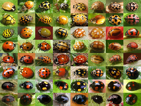 64 Ladybirds Fun 'n games. Created this about a year ago as a birthday card for a friend. A new birthday has passed, so I feel I can recycle it now :o)
Not a very representative collection, with plenty of "double species" on it, but it's a fun and variable collection me thinks with Ladybird beetles of various subfamilies and continents, so might as well make it available as public domain here...

Okay, so WildFlower requested a species list :o) ... thereyago (rows numbered from top to bottom, images from left to right) :

Row 1: 1: Anatis ocellata (teneral); 2: Adalia decempunctata (f. typica); 3-5: Propylea quatuordecimpunctata; 6: Harmonia sedecimnotata; 7: Tytthaspis sedecimpunctata; 8: Oenopia conglobata.

Row 2: 1: Heteroneda billardieri; 2: Sospita vigintiguttata; 3: Psyllobora vigintiduopunctata; 4: Harmonia axyridis (succinea); 5: Anatis ocellata; 6: Adalia decempunctata (f. typica); 7: Coelophora inaequalis; 8: Cheilomenes sexmaculata;

Row 3: 1: Psyllobora vigintiduopunctata; 2: Coelophora inaequalis; 3: Illeis sp. (bistigmosa?); 4: Adalia decempunctata (f. decempustulata); 5: Calvia decemguttata; 6: Halyzia sedecimguttata; 7: Micraspis lineola; 8: Coccinella transversalis;

Row 4: 1-2: Adalia bipunctata (f. typica); 3: Hippodamia variegata; 4: Adalia conglomerata; 5: Calvia quatuordecimguttata; 6:  Adalia decempunctata (f. decempustulata); 7: Rhyzobius chrysomeloides; 8: Subcoccinella vigintiquatuorpunctata (unspotted);

Row 5: 1: Coccinella quinquepunctata; 2: Coccinella septempuntata; 3: Hippodamia tredecimpunctata; 4: Anatis ocellata; 5: Myzia oblongoguttata; 6: Aphidecta obliterata; 7-8:Subcoccinella vigintiquatuorpunctata (spotted);

Row 6: 1: Coccinella undecimpunctata; 2-4: Harmonia axyridis (2-3 succinea, 4 equicolor); 5: Propylea quatuordecimpunctata; 6: Adalia decempunctata (f. decempustulata); 7: Coccinella hieroglyphica; 8: Harmonia axyridis (f. succinea);

Row 7: 1: Adalia decempunctata (f. bipustulata); 2-3: Harmonia axyridis (f. conspicua); 4: Adalia bipunctata (f. sexpustulata); 5-7: Harmonia axyridis (f. spectabilis); 8: Exochomus quadripustulatus;

Row 8: 1: Scymnus sp.; 2: Coelophora inaequalis; 3: Oenopia impustulata; 4-5: Harmonia axyridis; 6: Coccinella hieroglyphica; 7: Exochomus nigromaculatus; 8:Chilocorus renipustulatus; Chilocorinae,Coccinellidae,Coccinellinae,Coleoptera,Epilachninae,Scymninae