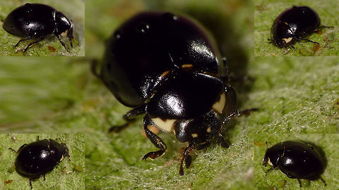 Coccinella hieroglyphica - melanistic Melanistic form of Coccinella hieroglyphica Coccinella,Coccinella hieroglyphica,Coccinellidae,Coccinellinae,Coleoptera,Melanism,nl: Hiëroglyfenlieveheersbeestje