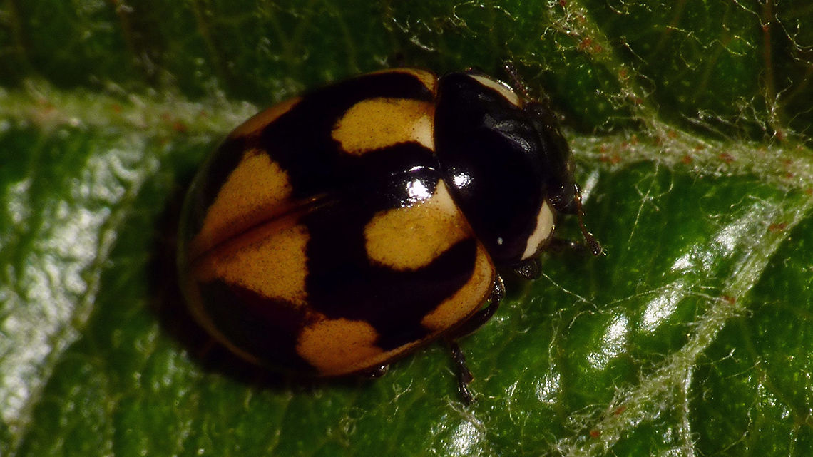 Coccinella hieroglyphica Fairly typical pattern-variant of Coccinella hieroglyphica Coccinella,Coccinella hieroglyphica,Coccinellidae,Coccinellinae,Coleoptera,nl: Hiëroglyfenlieveheersbeestje