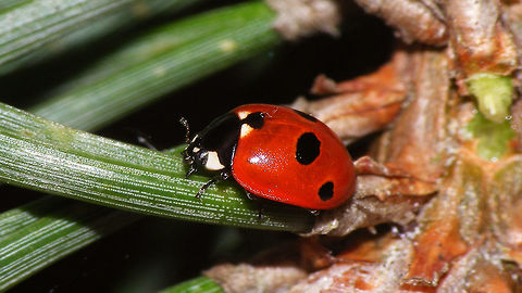 Coccinella quinquepunctata 5-spot Ladybird beetle, the smaller one of our native Coccinellas Coccinella,Coccinella quinquepunctata,Coccinellidae,Coccinellinae,Coleoptera,Five-spot Ladybird,nl: Vijfstippelig lieveheersbeestje