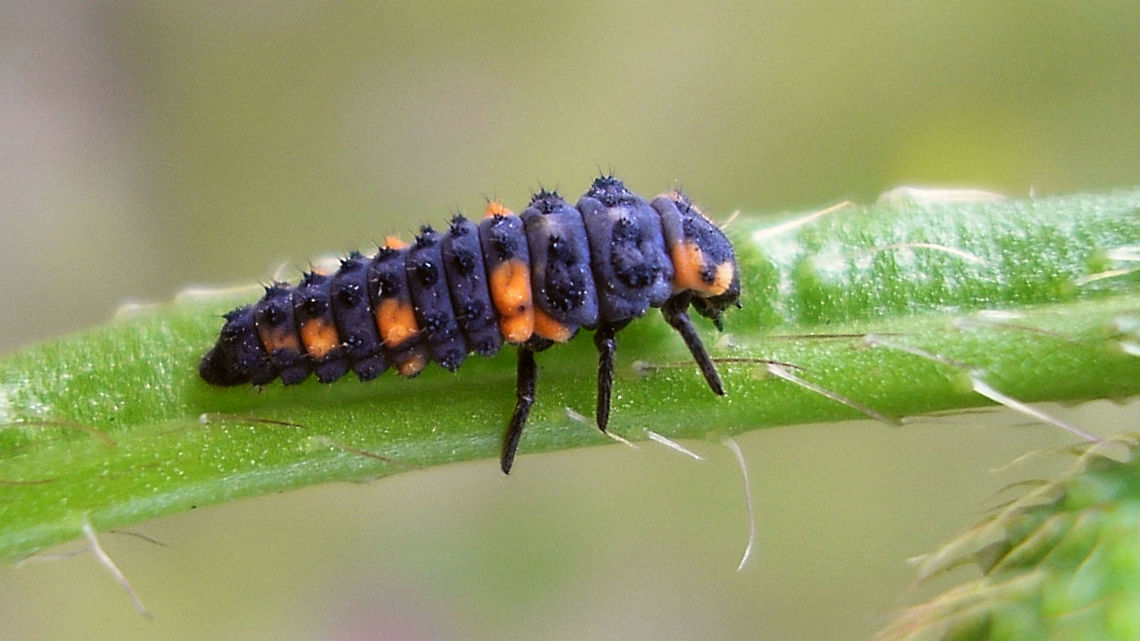 Coccinella quinquepunctata - Larva lateral Larva of 5-spot Ladybird beetle. Slightly more dorsal view here:<br />
<figure class="photo"><a href="https://www.jungledragon.com/image/54258/coccinella_quinquepunctata_-_larva_dorsal.html" title="Coccinella quinquepunctata - Larva dorsal"><img src="https://s3.amazonaws.com/media.jungledragon.com/images/3043/54258_thumb.jpg?AWSAccessKeyId=05GMT0V3GWVNE7GGM1R2&Expires=1759968010&Signature=ZHDJuSYWgGDAyioRP4V7UGYiPbY%3D" width="200" height="114" alt="Coccinella quinquepunctata - Larva dorsal Larva of 5-spot Ladybird beetle. Slightly more lateral view here:<br />
https://www.jungledragon.com/image/54257/coccinella_quinquepunctata_-_larva.html Coccinella,Coccinella quinquepunctata,Coccinellidae,Coccinellinae,Coleoptera,Five-spot Ladybird,Larva,nl: Vijfstippelig lieveheersbeestje" /></a></figure><br />
Remark: This image was also used on page 310 in the book "Marienkäfer, Coccinellidae" (5th edition, 2022) by Klausnitzer et al. Die Neue Brehm-Bücherei, Band 451. <a href="https://www.neuebrehm.de/buecher/766-marienkaefer" rel="nofollow">https://www.neuebrehm.de/buecher/766-marienkaefer</a> Coccinella,Coccinella quinquepunctata,Coccinellidae,Coccinellinae,Coleoptera,Five-spot Ladybird,Larva,nl: Vijfstippelig lieveheersbeestje
