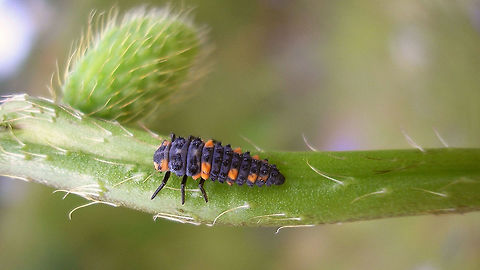 Coccinella quinquepunctata - Larva dorsal Larva of 5-spot Ladybird beetle. Slightly more lateral view here:
https://www.jungledragon.com/image/54257/coccinella_quinquepunctata_-_larva.html Coccinella,Coccinella quinquepunctata,Coccinellidae,Coccinellinae,Coleoptera,Five-spot Ladybird,Larva,nl: Vijfstippelig lieveheersbeestje