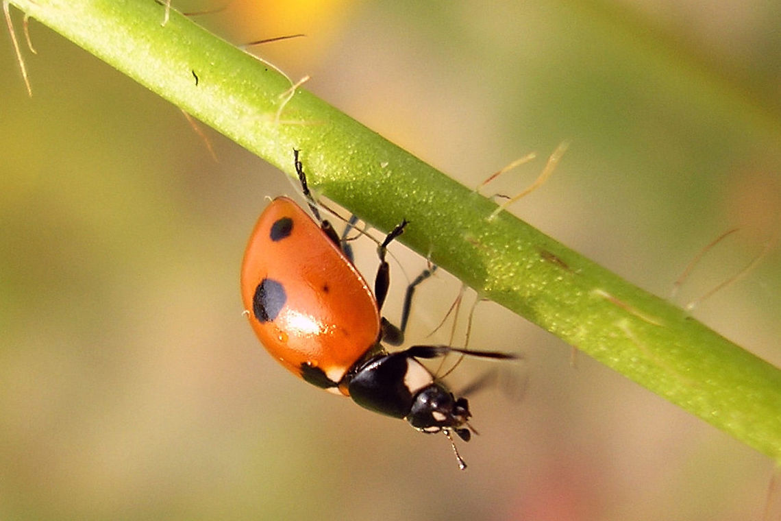 Seven spotted Five-spot Ladybird Not the best image, but showing a &quot;Five-spot Ladybird&quot; (Coccinella quinquepunctata) with typical extra spot (small here) per elytron, opening an avenue for confusion with the much larger &quot;Seven-spot&quot; (Coc. septempunctata).<br />
In that case the size difference between the species can be helpful:<br />
<figure class="photo"><a href="https://www.jungledragon.com/image/54351/coccinella_septempunctata_vs_coccinella_quinquepunctata.html" title="Coccinella septempunctata  vs Coccinella quinquepunctata"><img src="https://s3.amazonaws.com/media.jungledragon.com/images/3043/54351_thumb.jpg?AWSAccessKeyId=05GMT0V3GWVNE7GGM1R2&Expires=1759968010&Signature=KIgnv1E3jVDVLiL43fqAy525Wrg%3D" width="200" height="150" alt="Coccinella septempunctata  vs Coccinella quinquepunctata Two congeners together, for size comparison. The Five-spot can sometimes have an extra spot in front (tiny one on the image below), making it look a lot more like the Seven-spot. In that case the size can be helpful. <br />
https://www.jungledragon.com/image/54266/seven_spotted_five-spot_ladybird.html Coccinella quinquepunctata,Coccinella septempunctata,Coccinellidae,Coccinellinae,Coleoptera,Five-spot Ladybird,Ladybird ID help,nl: Vijfstippelig lieveheersbeestje,nl: Zevenstippelig lieveheersbeestje" /></a></figure> Coccinella,Coccinella quinquepunctata,Coccinellidae,Coccinellinae,Coleoptera,Five-spot Ladybird,nl: Vijfstippelig lieveheersbeestje