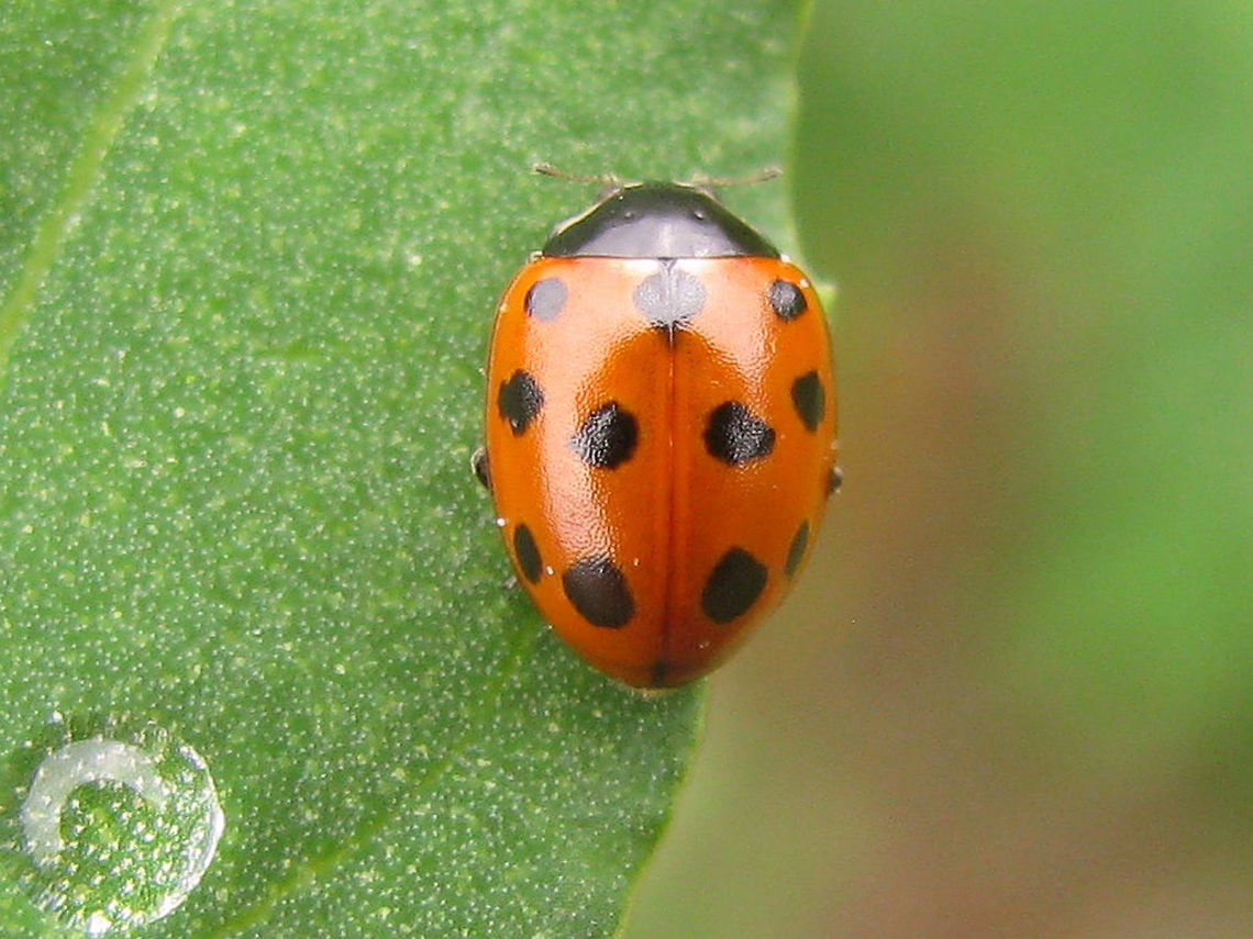 Coccinella undecimpunctata - dorsal Typical form of Eleven-spot Ladybird (Coccinella undecimpunctata), dorsally Coccinella,Coccinella undecimpunctata,Coccinellidae,Coccinellinae,Coleoptera,Eleven-spot Ladybird,Eleven-spot ladybird,Ladybird,nl: Elfstippelig lieveheersbeestje