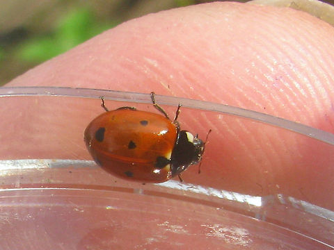 Almost seven spotted Eleven-spot Ladybird Eleven-spot Ladybird with some spots very much reduced, almost seven spotted Coccinella,Coccinella undecimpunctata,Coccinellidae,Coccinellinae,Coleoptera,Eleven-spot Ladybird,Eleven-spot ladybird,Ladybird,nl: Elfstippelig lieveheersbeestje