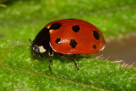 Coccinella undecimpunctata - lateral Eleven-spot Ladybird Ladybird (Coccinella undecimpunctata), lateral view Coccinella,Coccinella undecimpunctata,Coccinellidae,Coccinellinae,Coleoptera,Eleven-spot Ladybird,Eleven-spot ladybird,Ladybird,nl: Elfstippelig lieveheersbeestje