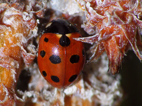Coccinella undecimpunctata - Eye-ish Eleven-spot Ladybird Ladybird with vaguely recognizable "eye-spots" Coccinella,Coccinella undecimpunctata,Coccinellidae,Coccinellinae,Coleoptera,Eleven-spot Ladybird,Eleven-spot ladybird,Ladybird,nl: Elfstippelig lieveheersbeestje