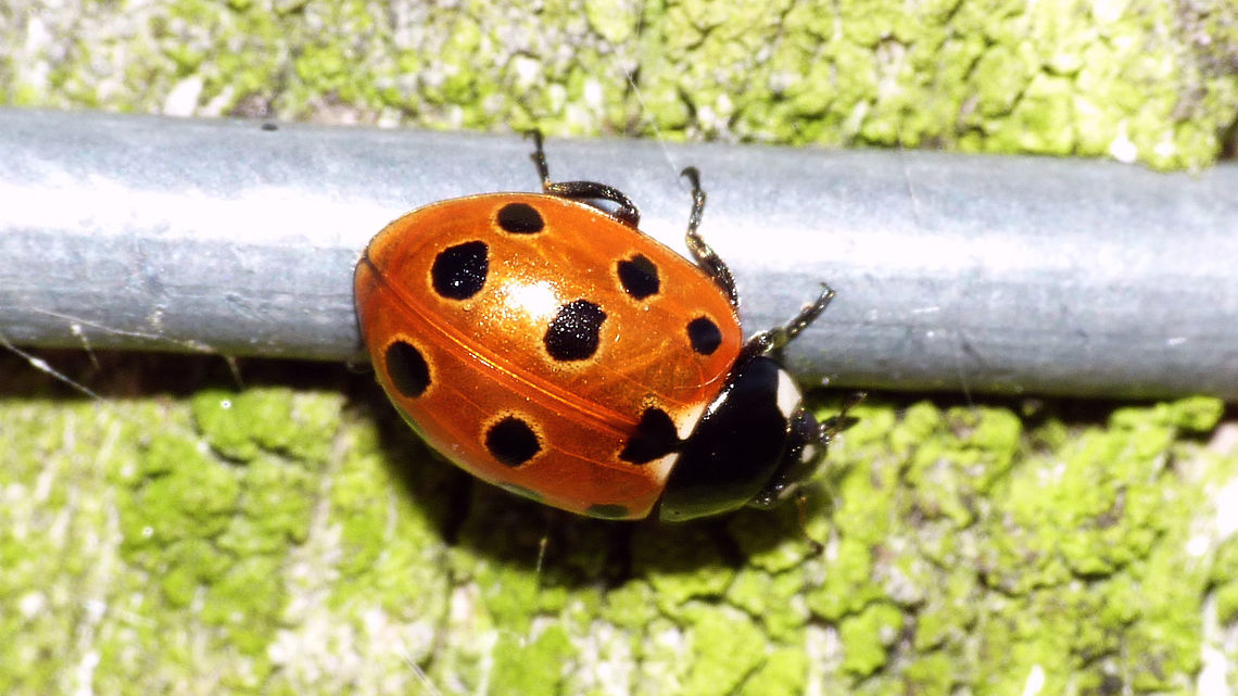 Coccinella undecimpunctata - Eye-spots Eleven-spot Ladybird Ladybird with clearly recognizable "eye-spots"<br />
Remark: This image was also used on page 491 in the book "Marienkäfer, Coccinellidae" (5th edition, 2022) by Klausnitzer et al. Die Neue Brehm-Bücherei, Band 451. <a href="https://www.neuebrehm.de/buecher/766-marienkaefer" rel="nofollow">https://www.neuebrehm.de/buecher/766-marienkaefer</a> Coccinella,Coccinella undecimpunctata,Coccinellidae,Coccinellinae,Coleoptera,Eleven-spot Ladybird,Eleven-spot ladybird,Geotagged,Ladybird,Netherlands,nl: Elfstippelig lieveheersbeestje