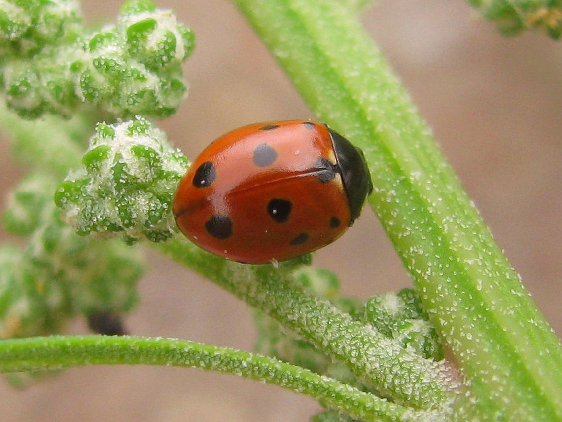 Nine spotted Eleven-spot Ladybird - hind spot missing Eleven-spot Ladybird (Coccinella undecimpunctata) with nine spots due to last lateral spot being reduced to nothing. Coccinella,Coccinella undecimpunctata,Coccinellidae,Coccinellinae,Coleoptera,Eleven-spot Ladybird,Eleven-spot ladybird,Ladybird,nl: Elfstippelig lieveheersbeestje