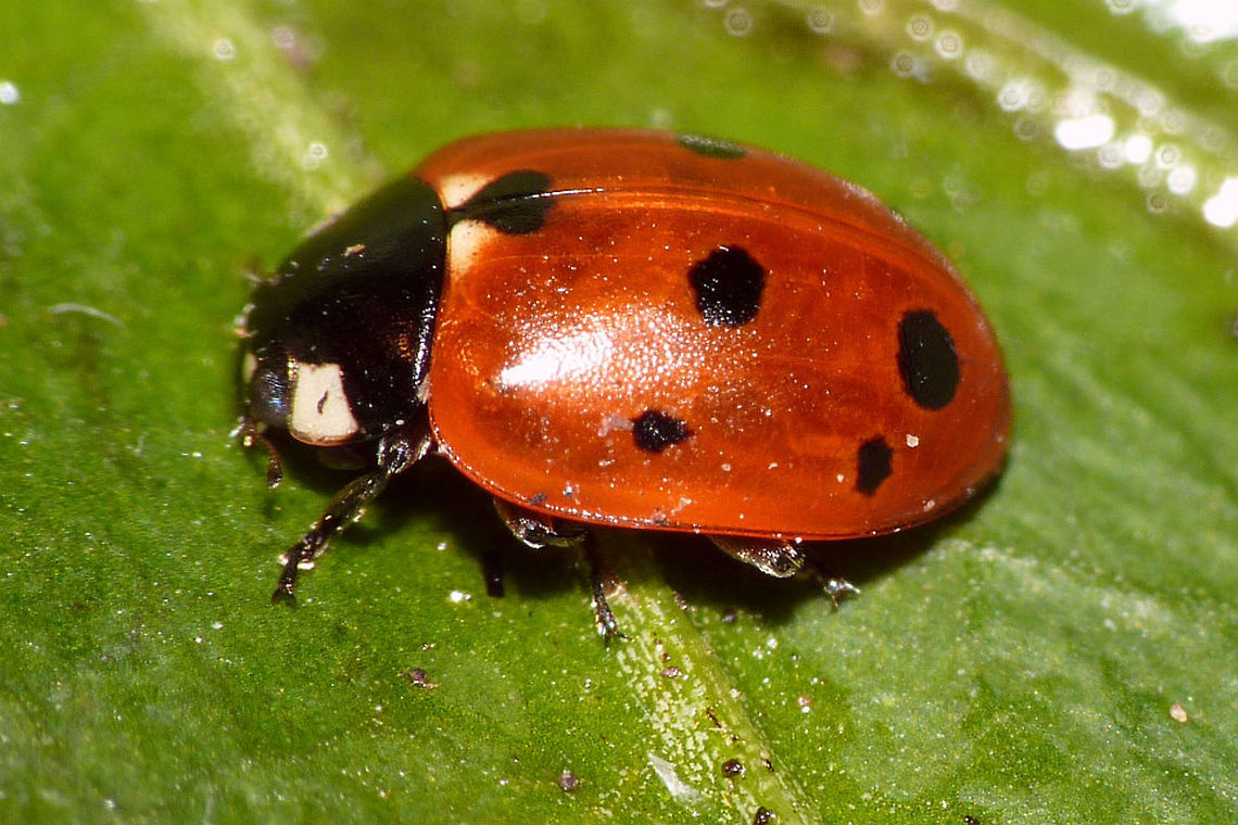 Nine spotted Eleven-spot Ladybird - shoulder spot missing Eleven-spot Ladybird (Coccinella undecimpunctata) with nine spots due to shoulder spot being reduced to nothing. Coccinella,Coccinella undecimpunctata,Coccinellidae,Coccinellinae,Coleoptera,Eleven-spot Ladybird,Eleven-spot ladybird,Ladybird,nl: Elfstippelig lieveheersbeestje