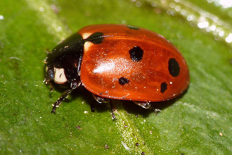 Nine spotted Eleven-spot Ladybird - shoulder spot missing Eleven-spot Ladybird (Coccinella undecimpunctata) with nine spots due to shoulder spot being reduced to nothing. Coccinella,Coccinella undecimpunctata,Coccinellidae,Coccinellinae,Coleoptera,Eleven-spot Ladybird,Eleven-spot ladybird,Ladybird,nl: Elfstippelig lieveheersbeestje