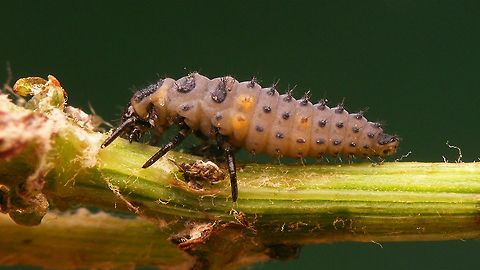 Coccinella undecimpunctata - Larva lateral Larva of Eleven-spot Ladybird (Coccinella undecimpunctata), lateral view.
Other images of same larva here:
https://www.jungledragon.com/image/54275/coccinella_undecimpunctata_-_larva_dorsal.html
https://www.jungledragon.com/image/54277/coccinella_undecimpunctata_-_larva_details.html

Remark: This image was also used on page 310 in the book "Marienk&auml;fer, Coccinellidae" (5th edition, 2022) by Klausnitzer et al. Die Neue Brehm-B&uuml;cherei, Band 451. https://www.neuebrehm.de/buecher/766-marienkaefer Coccinella,Coccinella undecimpunctata,Coccinellidae,Coccinellinae,Coleoptera,Eleven-spot Ladybird,Eleven-spot ladybird,Ladybird,Larva,nl: Elfstippelig lieveheersbeestje