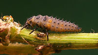 Coccinella undecimpunctata - Larva lateral Larva of Eleven-spot Ladybird (Coccinella undecimpunctata), lateral view.<br />
Other images of same larva here:<br />
https://www.jungledragon.com/image/54275/coccinella_undecimpunctata_-_larva_dorsal.html<br />
https://www.jungledragon.com/image/54277/coccinella_undecimpunctata_-_larva_details.html<br />
<br />
Remark: This image was also used on page 310 in the book "Marienkäfer, Coccinellidae" (5th edition, 2022) by Klausnitzer et al. Die Neue Brehm-Bücherei, Band 451. https://www.neuebrehm.de/buecher/766-marienkaefer Coccinella,Coccinella undecimpunctata,Coccinellidae,Coccinellinae,Coleoptera,Eleven-spot Ladybird,Eleven-spot ladybird,Ladybird,Larva,nl: Elfstippelig lieveheersbeestje