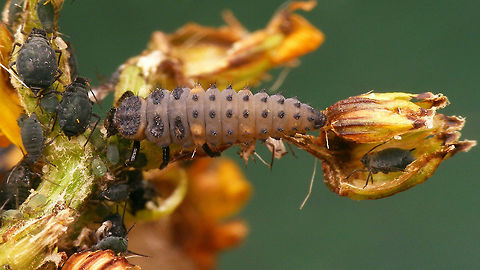 Coccinella undecimpunctata - Larva dorsal Larva of Eleven-spot Ladybird (Coccinella undecimpunctata), somewhat dorsal view.
Other images of same larva here:
https://www.jungledragon.com/image/54274/coccinella_undecimpunctata_-_larva_lateral.html
https://www.jungledragon.com/image/54277/coccinella_undecimpunctata_-_larva_details.html
 Coccinella,Coccinella undecimpunctata,Coccinellidae,Coccinellinae,Coleoptera,Eleven-spot Ladybird,Eleven-spot ladybird,Ladybird,Larva,nl: Elfstippelig lieveheersbeestje