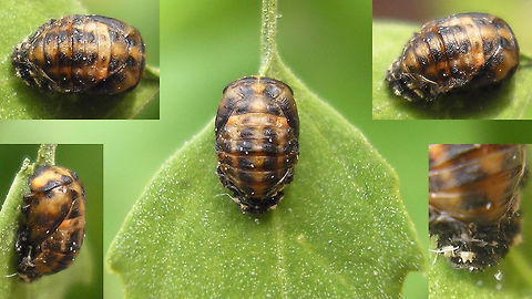 Coccinella undecimpunctata - Pupa Pupa of Eleven-spot Ladybird - various angles and detail of old larval skin Coccinella,Coccinella undecimpunctata,Coccinellidae,Coccinellinae,Coleoptera,Eleven-spot Ladybird,Eleven-spot ladybird,Ladybird,Pupa,nl: Elfstippelig lieveheersbeestje