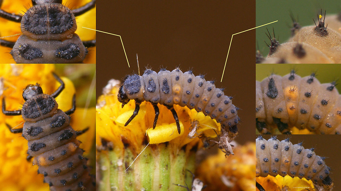 Coccinella undecimpunctata - Larva details Larva of Eleven-spot Ladybird (Coccinella undecimpunctata) with close-ups of ID-ing details.<br />
(rather large image, good for zooming)<br />
Other images of same larva here:<br />
<figure class="photo"><a href="https://www.jungledragon.com/image/54274/coccinella_undecimpunctata_-_larva_lateral.html" title="Coccinella undecimpunctata - Larva lateral"><img src="https://s3.amazonaws.com/media.jungledragon.com/images/3043/54274_thumb.jpg?AWSAccessKeyId=05GMT0V3GWVNE7GGM1R2&Expires=1759968010&Signature=oagUP3E%2F1lwzuWZ3R%2FyPSoUsSeY%3D" width="200" height="114" alt="Coccinella undecimpunctata - Larva lateral Larva of Eleven-spot Ladybird (Coccinella undecimpunctata), lateral view.<br />
Other images of same larva here:<br />
https://www.jungledragon.com/image/54275/coccinella_undecimpunctata_-_larva_dorsal.html<br />
https://www.jungledragon.com/image/54277/coccinella_undecimpunctata_-_larva_details.html<br />
<br />
Remark: This image was also used on page 310 in the book &quot;Marienk&auml;fer, Coccinellidae&quot; (5th edition, 2022) by Klausnitzer et al. Die Neue Brehm-B&uuml;cherei, Band 451. https://www.neuebrehm.de/buecher/766-marienkaefer Coccinella,Coccinella undecimpunctata,Coccinellidae,Coccinellinae,Coleoptera,Eleven-spot Ladybird,Eleven-spot ladybird,Ladybird,Larva,nl: Elfstippelig lieveheersbeestje" /></a></figure><br />
<figure class="photo"><a href="https://www.jungledragon.com/image/54275/coccinella_undecimpunctata_-_larva_dorsal.html" title="Coccinella undecimpunctata - Larva dorsal"><img src="https://s3.amazonaws.com/media.jungledragon.com/images/3043/54275_thumb.jpg?AWSAccessKeyId=05GMT0V3GWVNE7GGM1R2&Expires=1759968010&Signature=zyGo%2Fsxkwsv%2B5ensw%2F3PcGtsSwo%3D" width="200" height="114" alt="Coccinella undecimpunctata - Larva dorsal Larva of Eleven-spot Ladybird (Coccinella undecimpunctata), somewhat dorsal view.<br />
Other images of same larva here:<br />
https://www.jungledragon.com/image/54274/coccinella_undecimpunctata_-_larva_lateral.html<br />
https://www.jungledragon.com/image/54277/coccinella_undecimpunctata_-_larva_details.html<br />
 Coccinella,Coccinella undecimpunctata,Coccinellidae,Coccinellinae,Coleoptera,Eleven-spot Ladybird,Eleven-spot ladybird,Ladybird,Larva,nl: Elfstippelig lieveheersbeestje" /></a></figure> Coccinella,Coccinella undecimpunctata,Coccinellidae,Coccinellinae,Coleoptera,Eleven-spot Ladybird,Eleven-spot ladybird,Ladybird,Larva,nl: Elfstippelig lieveheersbeestje