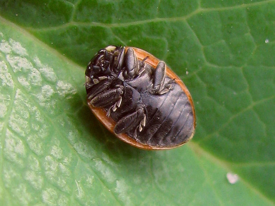 Coccinella undecimpunctata - ventral Old image with ventral view for Coccinella undecimpunctata Coccinella,Coccinella undecimpunctata,Coccinellidae,Coccinellinae,Coleoptera,Eleven-spot Ladybird,Eleven-spot ladybird,Ladybird,nl: Elfstippelig lieveheersbeestje
