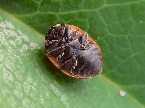 Coccinella undecimpunctata - ventral Old image with ventral view for Coccinella undecimpunctata Coccinella,Coccinella undecimpunctata,Coccinellidae,Coccinellinae,Coleoptera,Eleven-spot Ladybird,Eleven-spot ladybird,Ladybird,nl: Elfstippelig lieveheersbeestje