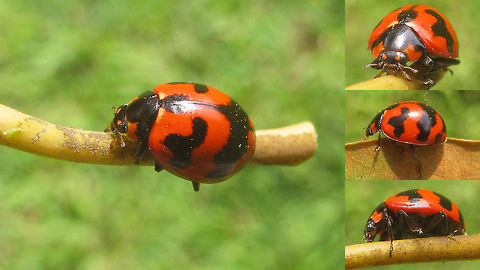 Coccinella transversalis Transverse Ladybird beetle (Coccinella transversalis) from Java, Indonesia Coccinella,Coccinella transversalis,Coccinellidae,Coccinellinae,Coleoptera,Ladybird,Transverse Ladybird
