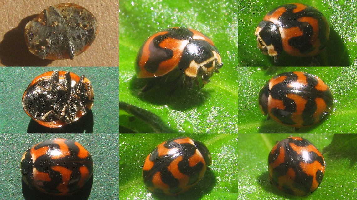 Coccinella transversalis from spider web This Transverse Ladybird (Coccinella transversalis) was stolen from a spider&#039;s web near the Bromo volcano on Java, Indonesia. After cleaning off the spider goo I was surprised to see it come back to life :o)<br />
Not the best images, but I&#039;ve added this image because here the pale pattern is quite white, whereas it is often pale orange/reddish on many specimen.  Coccinella,Coccinella transversalis,Coccinellidae,Coccinellinae,Coleoptera,Ladybird,Transverse Ladybird,Transverse ladybird