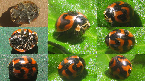 Coccinella transversalis from spider web This Transverse Ladybird (Coccinella transversalis) was stolen from a spider's web near the Bromo volcano on Java, Indonesia. After cleaning off the spider goo I was surprised to see it come back to life :o)
Not the best images, but I've added this image because here the pale pattern is quite white, whereas it is often pale orange/reddish on many specimen.  Coccinella,Coccinella transversalis,Coccinellidae,Coccinellinae,Coleoptera,Ladybird,Transverse Ladybird,Transverse ladybird