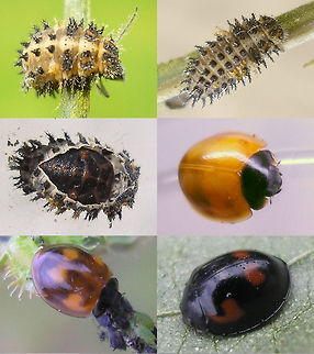 Exochomus quadripustulatus - Larva-Pupa-Beetle Partial development collage for Exochomus quadripustulatus Chilocorinae,Coccinellidae,Coleoptera,Exochomus,Exochomus quadripustulatus,Larva,Pine ladybird,Pupa,nl: Viervleklieveheersbeestje