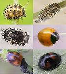 Exochomus quadripustulatus - Larva-Pupa-Beetle Partial development collage for Exochomus quadripustulatus Chilocorinae,Coccinellidae,Coleoptera,Exochomus,Exochomus quadripustulatus,Larva,Pine ladybird,Pupa,nl: Viervleklieveheersbeestje