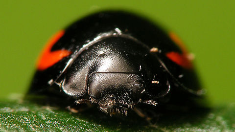 Exochomus quadripustulatus - Mugshot Close-up of a Pine Ladybird (Exochomus quadripustulatus) Chilocorinae,Coccinellidae,Coleoptera,Exochomus,Exochomus quadripustulatus,Pine Ladybird,Pine ladybird,close-up,nl: Viervleklieveheersbeestje
