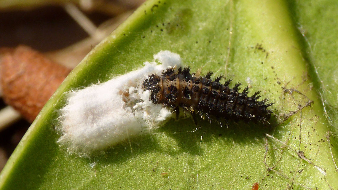 Exochomus quadripustulatus - Larva smorgasbord Larva of a Pine Ladybird (Exochomus quadripustulatus) digging in for a feast Chilocorinae,Coccinellidae,Coleoptera,Exochomus,Exochomus quadripustulatus,Larva,Pine ladybird,nl: Viervleklieveheersbeestje