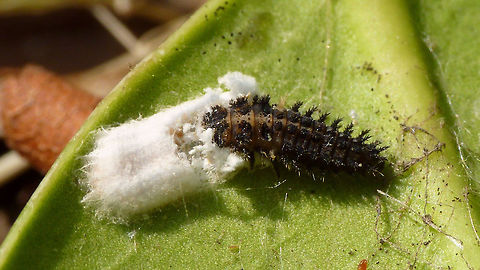 Exochomus quadripustulatus - Larva smorgasbord Larva of a Pine Ladybird (Exochomus quadripustulatus) digging in for a feast Chilocorinae,Coccinellidae,Coleoptera,Exochomus,Exochomus quadripustulatus,Larva,Pine ladybird,nl: Viervleklieveheersbeestje