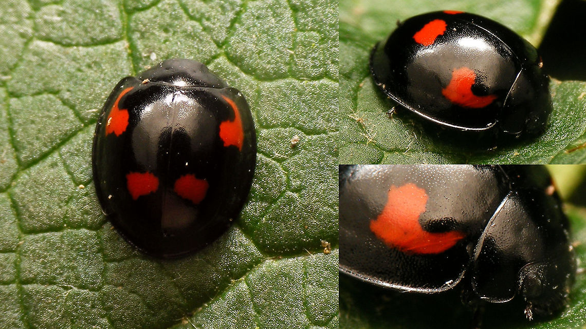 Exochomus quadripustulatus - collage A few angles on a Pine ladybird (Exochomus quadripustulatus) Chilocorinae,Coccinellidae,Coleoptera,Exochomus,Exochomus quadripustulatus,Pine Ladybird,nl: Viervleklieveheersbeestje