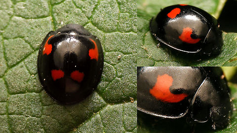 Exochomus quadripustulatus - collage A few angles on a Pine ladybird (Exochomus quadripustulatus) Chilocorinae,Coccinellidae,Coleoptera,Exochomus,Exochomus quadripustulatus,Pine Ladybird,nl: Viervleklieveheersbeestje