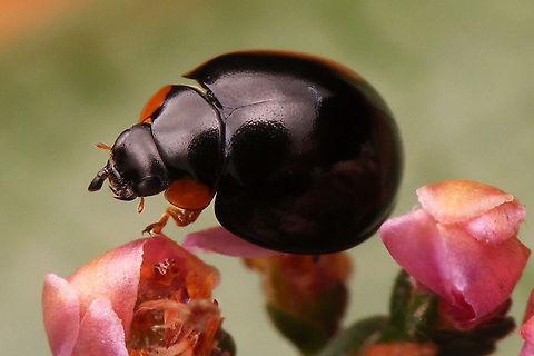Exochomus nigromaculatus  Chilocorinae,Chilocorini,Coccinellidae,Coleoptera,Exochomus,Exochomus nigromaculatus,Ladybird,Paraexochomus,Parexochomus nigromaculatus,nl: Zwart lieveheersbeestje