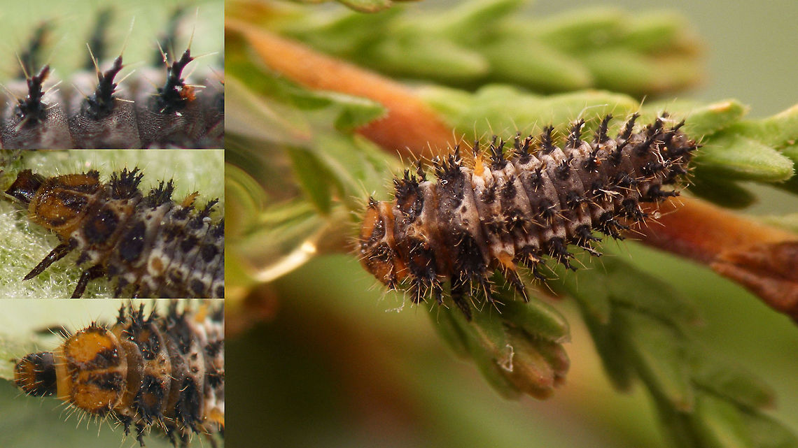 Exochomus nigromaculatus - Larva Larva of Exochomus nigromaculatus with some details enhanced to distinguish it from Exochomus quadripustulatus larvae.<br />
A younger larva, with less develloped colour patterns here:<br />
<figure class="photo"><a href="https://www.jungledragon.com/image/54342/exochomus_nigromaculatus_-_young_larva.html" title="Exochomus nigromaculatus - Young larva"><img src="https://s3.amazonaws.com/media.jungledragon.com/images/3043/54342_thumb.jpg?AWSAccessKeyId=05GMT0V3GWVNE7GGM1R2&Expires=1759968010&Signature=jPawzGAVcjcYZdcArtnu34XDXYc%3D" width="200" height="114" alt="Exochomus nigromaculatus - Young larva On the younger larvae the colours of the dorso-lateral bristles on ab.1 are not yet develloped, compare to the mature larva here:<br />
https://www.jungledragon.com/image/54339/exochomus_nigromaculatus_-_larva.html Chilocorinae,Chilocorini,Coccinellidae,Coleoptera,Exochomus,Exochomus nigromaculatus,Ladybird,Larva,Paraexochomus,Parexochomus nigromaculatus,nl: Zwart lieveheersbeestje" /></a></figure> Chilocorinae,Chilocorini,Coccinellidae,Coleoptera,Exochomus,Exochomus nigromaculatus,Ladybird,Larva,Paraexochomus,Parexochomus nigromaculatus,nl: Zwart lieveheersbeestje