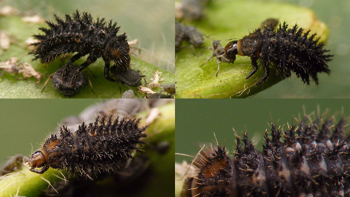 Exochomus nigromaculatus - Young larva On the younger larvae the colours of the dorso-lateral bristles on ab.1 are not yet develloped, compare to the mature larva here:<br />
<figure class="photo"><a href="https://www.jungledragon.com/image/54339/exochomus_nigromaculatus_-_larva.html" title="Exochomus nigromaculatus - Larva"><img src="https://s3.amazonaws.com/media.jungledragon.com/images/3043/54339_thumb.jpg?AWSAccessKeyId=05GMT0V3GWVNE7GGM1R2&Expires=1759968010&Signature=i5%2B4vqbpsLZ4tPINFi%2BP%2FRHjZ3I%3D" width="200" height="114" alt="Exochomus nigromaculatus - Larva Larva of Exochomus nigromaculatus with some details enhanced to distinguish it from Exochomus quadripustulatus larvae.<br />
A younger larva, with less develloped colour patterns here:<br />
https://www.jungledragon.com/image/54342/exochomus_nigromaculatus_-_young_larva.html Chilocorinae,Chilocorini,Coccinellidae,Coleoptera,Exochomus,Exochomus nigromaculatus,Ladybird,Larva,Paraexochomus,Parexochomus nigromaculatus,nl: Zwart lieveheersbeestje" /></a></figure> Chilocorinae,Chilocorini,Coccinellidae,Coleoptera,Exochomus,Exochomus nigromaculatus,Ladybird,Larva,Paraexochomus,Parexochomus nigromaculatus,nl: Zwart lieveheersbeestje