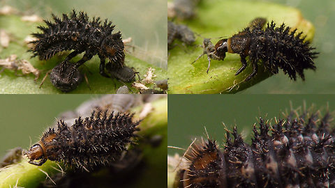 Exochomus nigromaculatus - Young larva On the younger larvae the colours of the dorso-lateral bristles on ab.1 are not yet develloped, compare to the mature larva here:
https://www.jungledragon.com/image/54339/exochomus_nigromaculatus_-_larva.html Chilocorinae,Chilocorini,Coccinellidae,Coleoptera,Exochomus,Exochomus nigromaculatus,Ladybird,Larva,Paraexochomus,Parexochomus nigromaculatus,nl: Zwart lieveheersbeestje