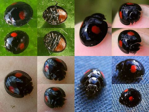 Chilocorus renipustulatus - collage Old collage I had sitting on my hard disk, just to quickly add the species Chilocorinae,Chilocorini,Chilocorus,Chilocorus renipustulatus,Coccinellidae,Coleoptera,Kidney-spot Ladybird,nl: Niervleklieveheersbeestje