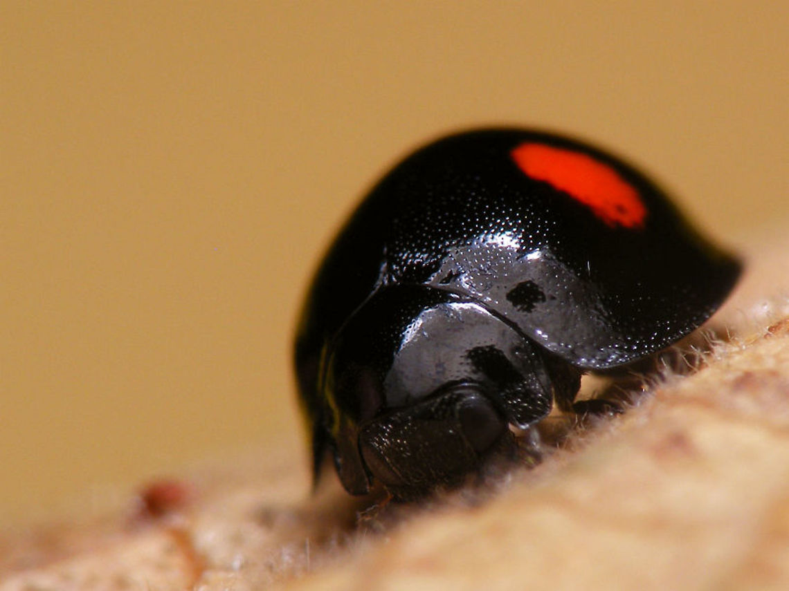 Chilocorus renipustulatus More recent image ... these are hard to properly capture, due to glare etc. Chilocorinae,Chilocorini,Chilocorus,Chilocorus renipustulatus,Coccinellidae,Coleoptera,Kidney-spot Ladybird,nl: Niervleklieveheersbeestje