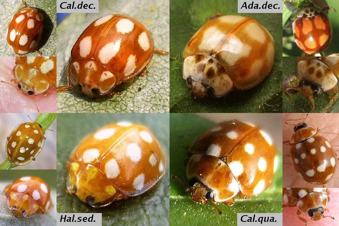 Bambi ladybirds - 4 common species Four common species of Ladybird beetles native to Europe with somewhat similar "Bambi"-like appearance. There are a few other, but much rarer species that can also be confused with these. Note that the Ten-spot Ladybird (Adalia decempuntata) only looks like this in the "decempustulata" form with not yet fully developed colours (but that state can last for months). Adalia decempunctata,Calvia decemguttata,Calvia quatuordecimguttata,Coccinellidae,Coleoptera,Halyzia sedecimguttata,Ladybird,Ladybird ID help,nl: Meeldauwlieveheersbeestje,nl: Roomvleklieveheersbeestje,nl: Tienstippelig lieveheersbeestje,nl: Tienvleklieveheersbeestje