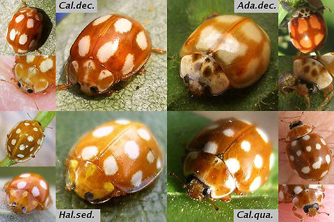 Bambi ladybirds - 4 common species Four common species of Ladybird beetles native to Europe with somewhat similar "Bambi"-like appearance. There are a few other, but much rarer species that can also be confused with these. Note that the Ten-spot Ladybird (Adalia decempuntata) only looks like this in the "decempustulata" form with not yet fully developed colours (but that state can last for months). Adalia decempunctata,Calvia decemguttata,Calvia quatuordecimguttata,Coccinellidae,Coleoptera,Halyzia sedecimguttata,Ladybird,Ladybird ID help,nl: Meeldauwlieveheersbeestje,nl: Roomvleklieveheersbeestje,nl: Tienstippelig lieveheersbeestje,nl: Tienvleklieveheersbeestje
