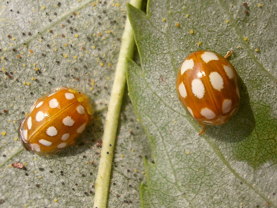Halyzia sedecimguttata vs Calvia decemguttata Found these two on the same branch of a tree, one day several years back, so decided to make them pose together.  Calvia decemguttata,Coccinellidae,Coleoptera,Halyzia sedecimguttata,Ladybird,Ladybird ID help,nl: Meeldauwlieveheersbeestje,nl: Tienvleklieveheersbeestje